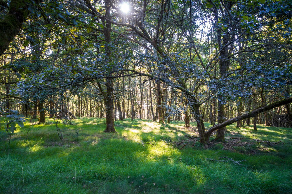 Similar – forest bench Well-being