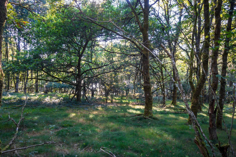 Similar – forest bench Well-being