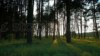 Similar – Image, Stock Photo The forest for the trees …