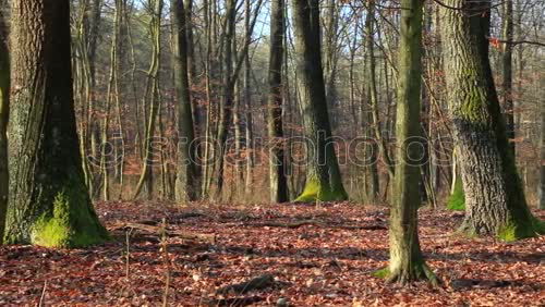 Similar – Image, Stock Photo autumn forest Environment