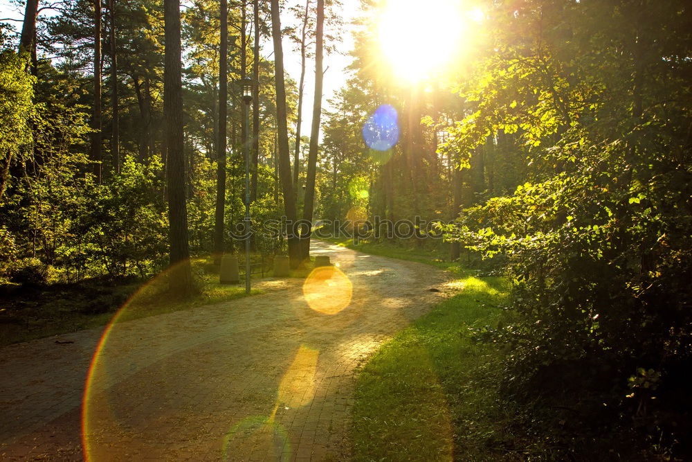 Similar – Image, Stock Photo walk in the woods