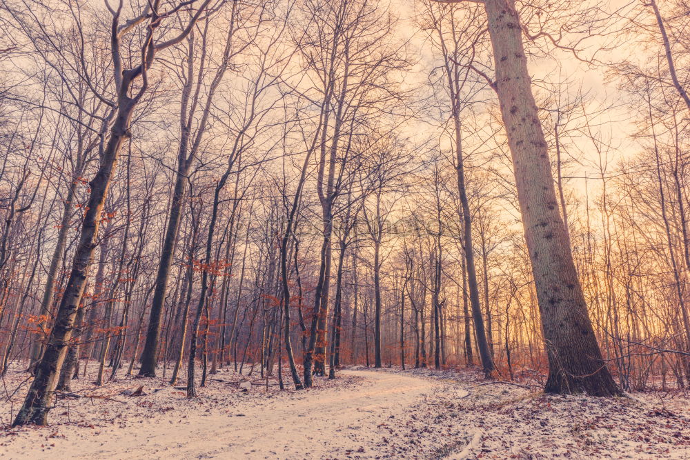 Similar – Foto Bild Wintersonne Natur