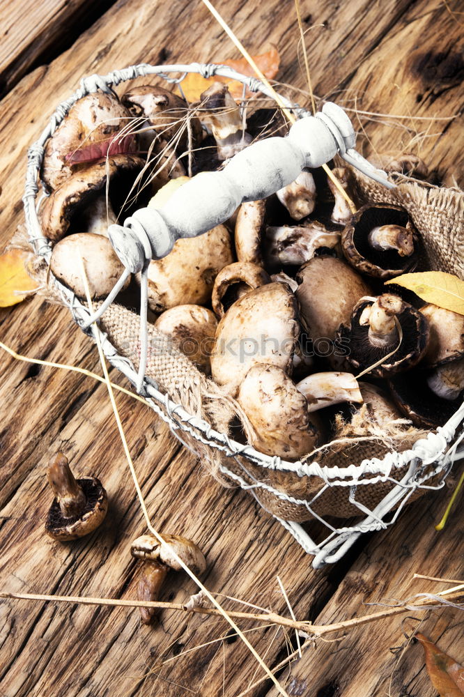 Similar – Image, Stock Photo Set of roots of medicinal plants