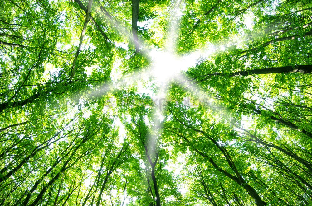 Similar – Mirror Forest Tree Nature