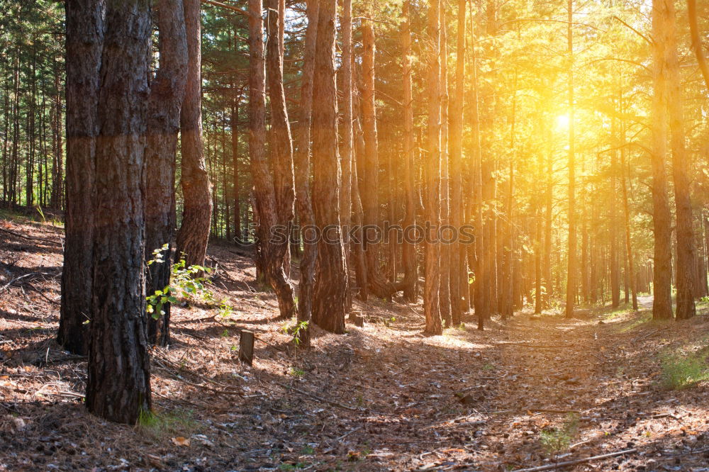 Similar – autumn forest Environment