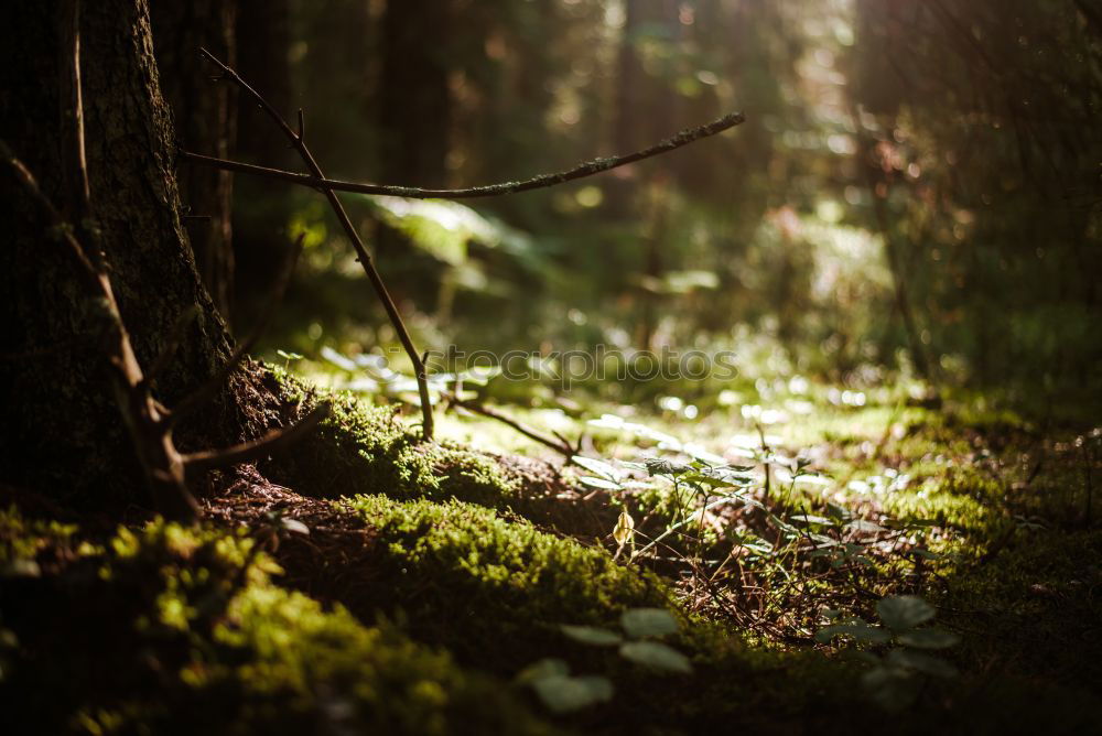 Similar – Image, Stock Photo fairytale forest