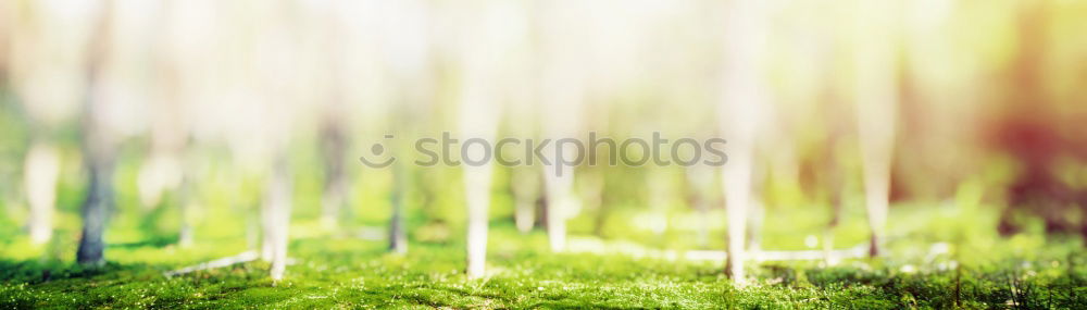 Similar – Foto Bild zartrosahellgrün Natur