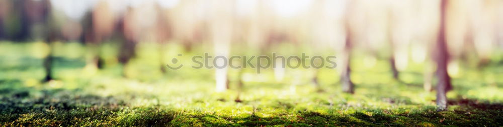 Similar – Image, Stock Photo Fir branch with fir scent
