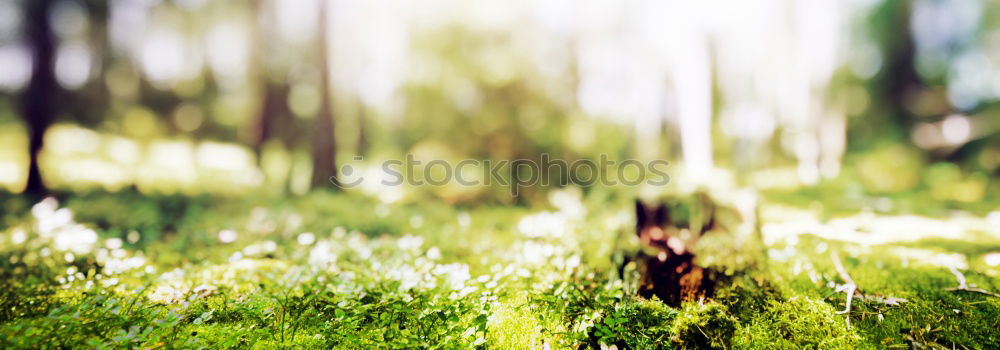 Similar – forest ground Woodground