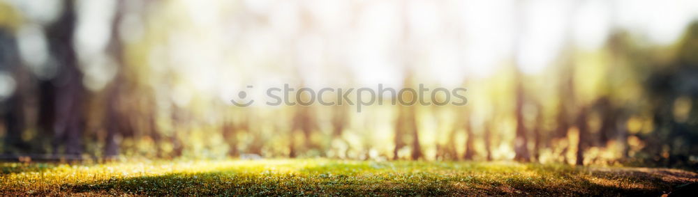 Similar – Image, Stock Photo In the forest II