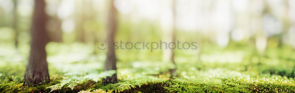 Similar – Fir branches in golden light