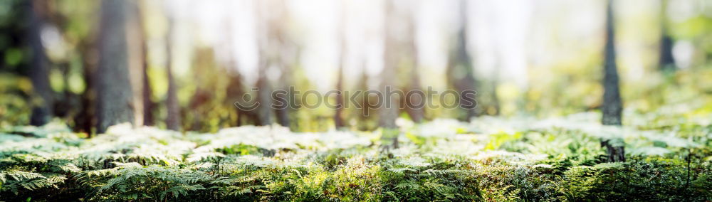 Similar – Image, Stock Photo lightning rain Nature