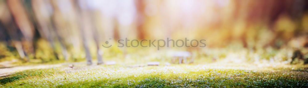 Similar – Image, Stock Photo In the forest II