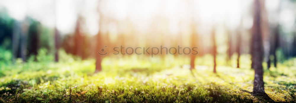 Similar – Beautiful autumn leaves, sunset