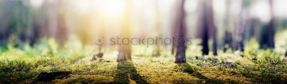 Similar – Image, Stock Photo . Reflection on a large window pane, with trees in the background, in the window pane white stripes are reflected.