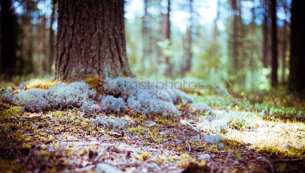 Similar – Image, Stock Photo fairytale forest