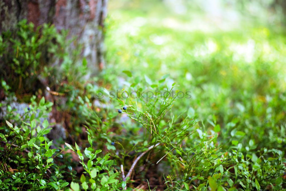 Similar – forest ground Woodground