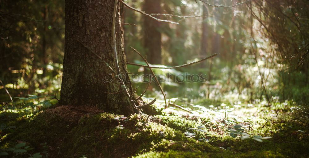 Similar – Image, Stock Photo fairytale forest