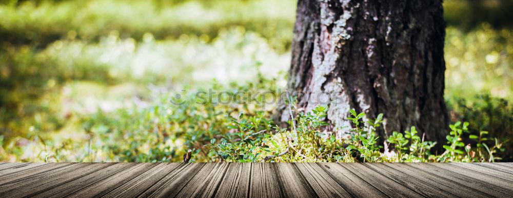 Similar – Detail of the bark of a tree in nature