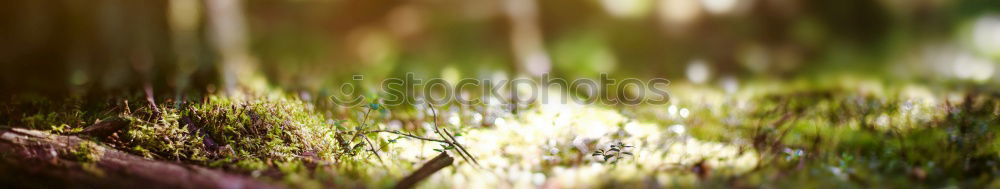 Similar – Image, Stock Photo \ Nature Plant Garden