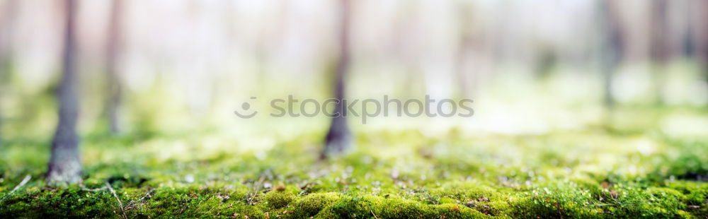 Similar – forest ground Woodground