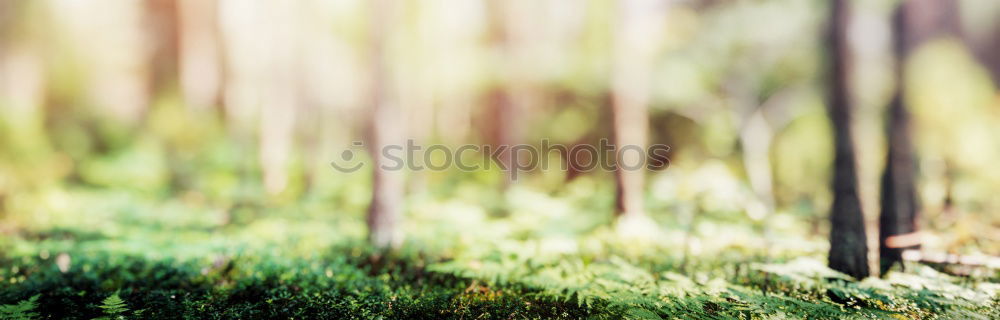 Similar – ° Grass Fresh Meadow