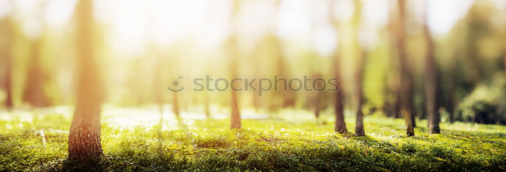 Similar – Forest on the background of the sun’s rays in the spring