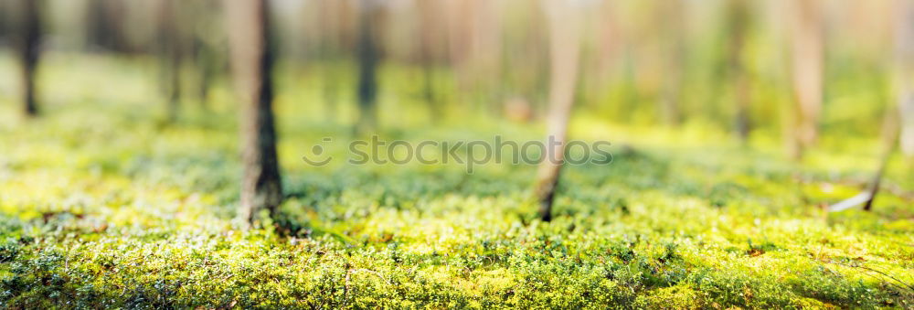 Similar – moss Environment Nature