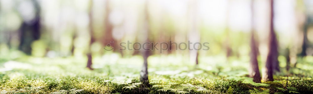 Similar – Image, Stock Photo lightning rain Nature