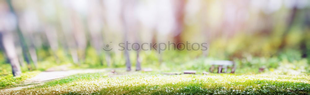 Image, Stock Photo Mushroom 3 Environment