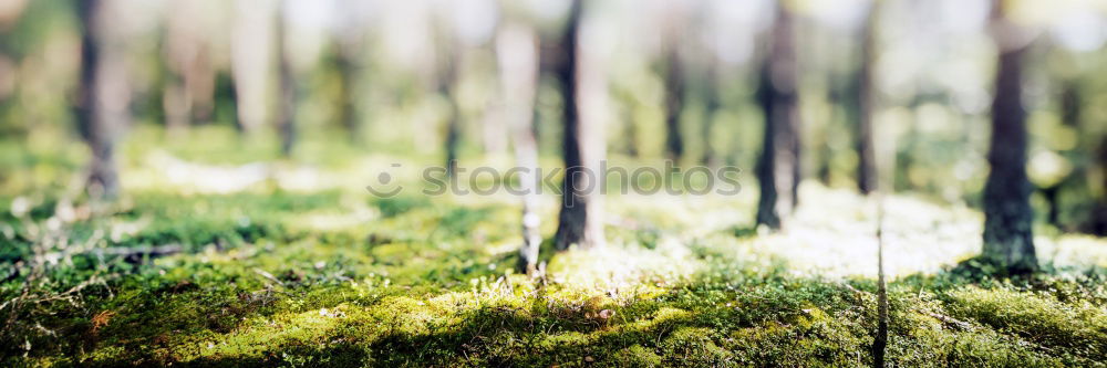 Similar – pedigree Summer Tree Grass