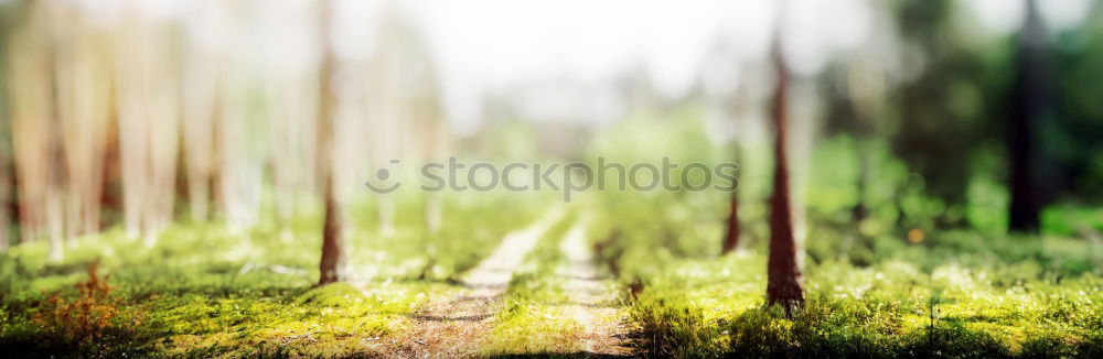 Similar – rotationsgerät Baum grün