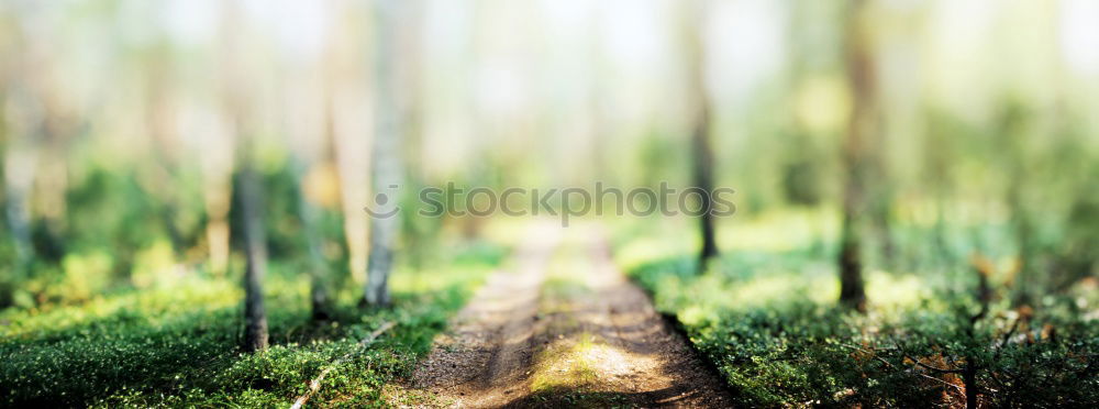 Similar – Image, Stock Photo beaten path Environment