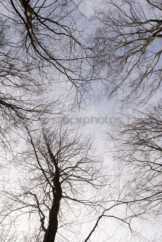 Similar – Image, Stock Photo Treetops XIV Autumn Forest