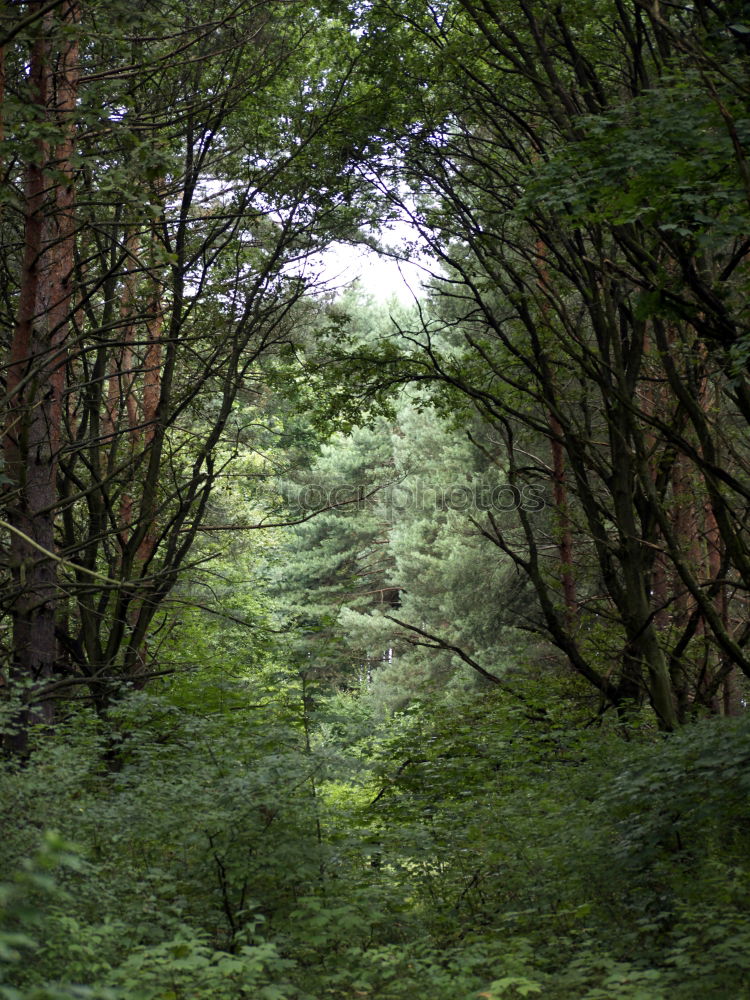 Similar – wald Umwelt Natur Pflanze