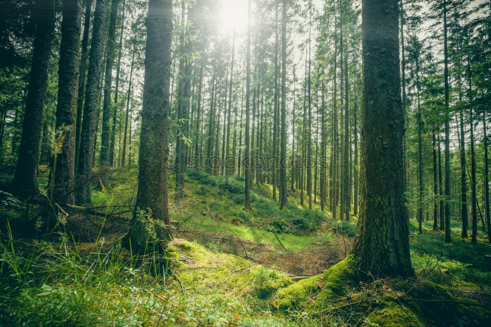 Similar – fir forest Norway spruce