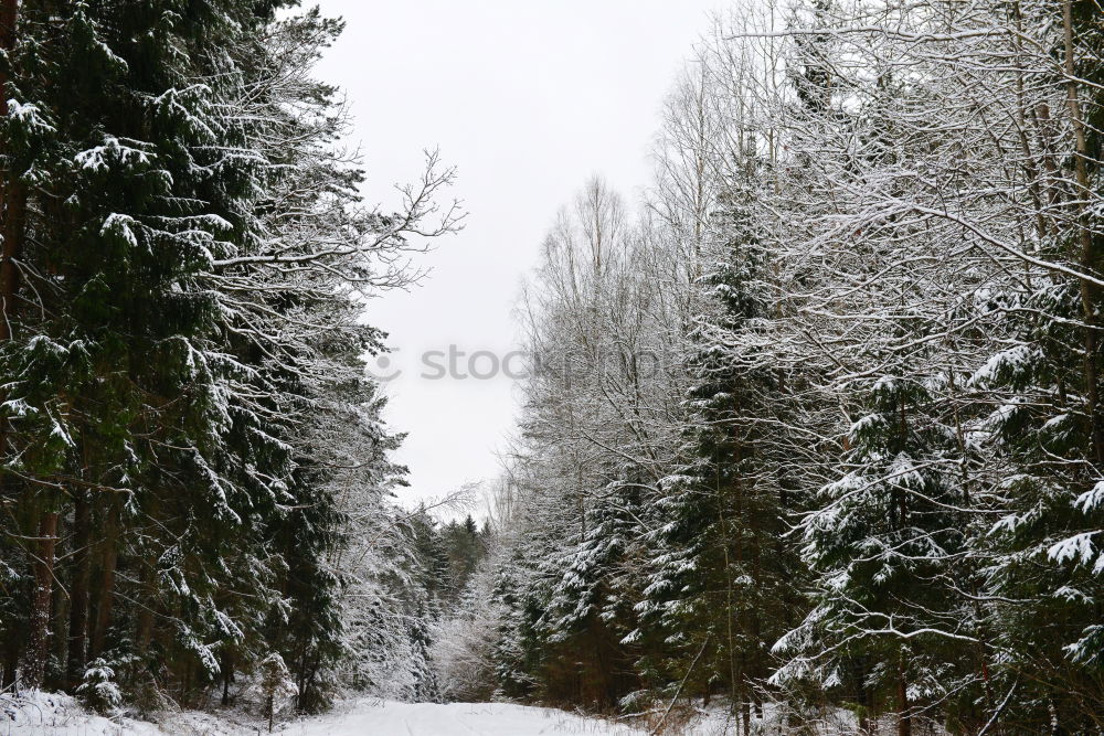 Similar – winter walk Nature