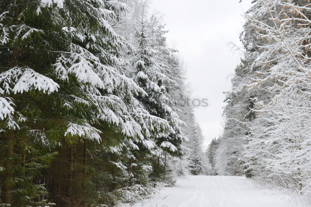 Similar – winter walk Nature