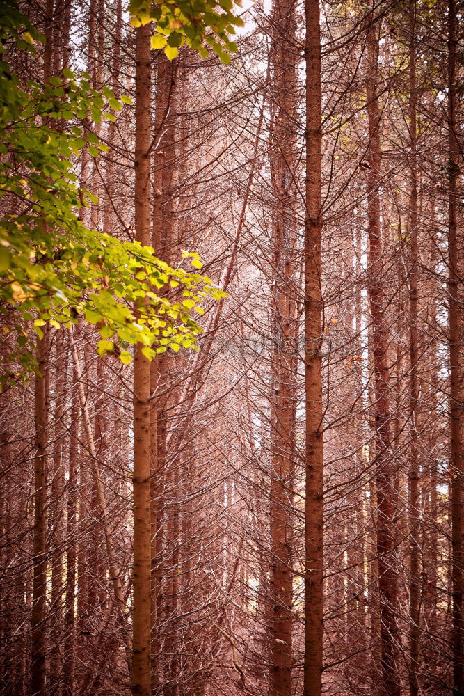 Similar – Image, Stock Photo | Environment Nature