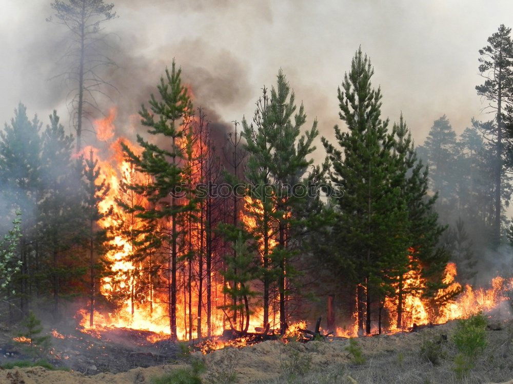 Similar – Image, Stock Photo Woolsey Brush Fire Flames and Smoke on Hillside Burning