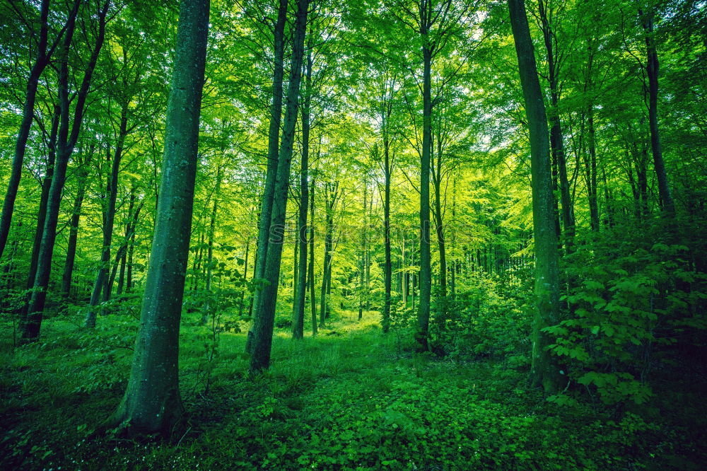 Similar – Wald Baum Nadelwald