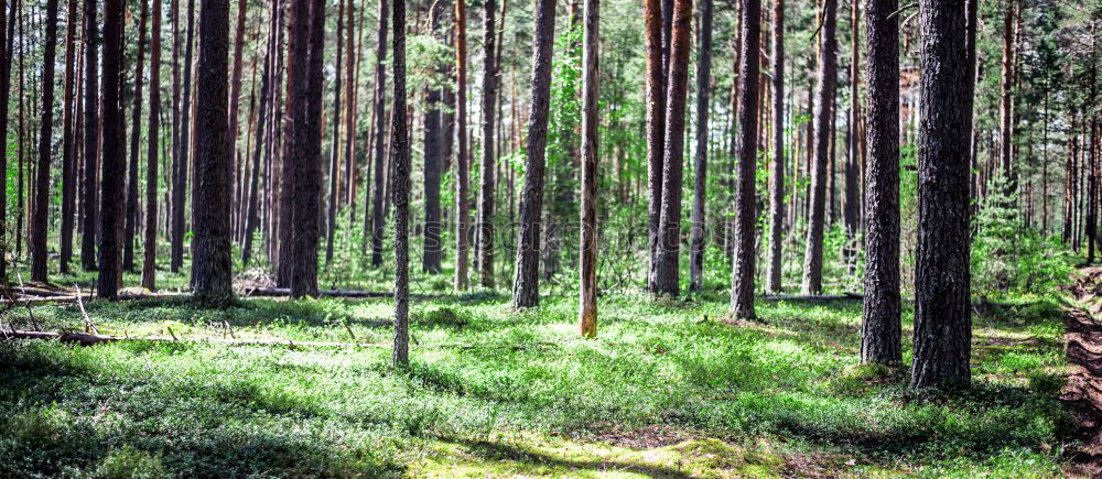 Similar – Image, Stock Photo Coastal forest at the Baltic Sea near Nienhagen