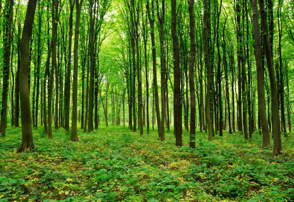 Similar – Image, Stock Photo forest whispers