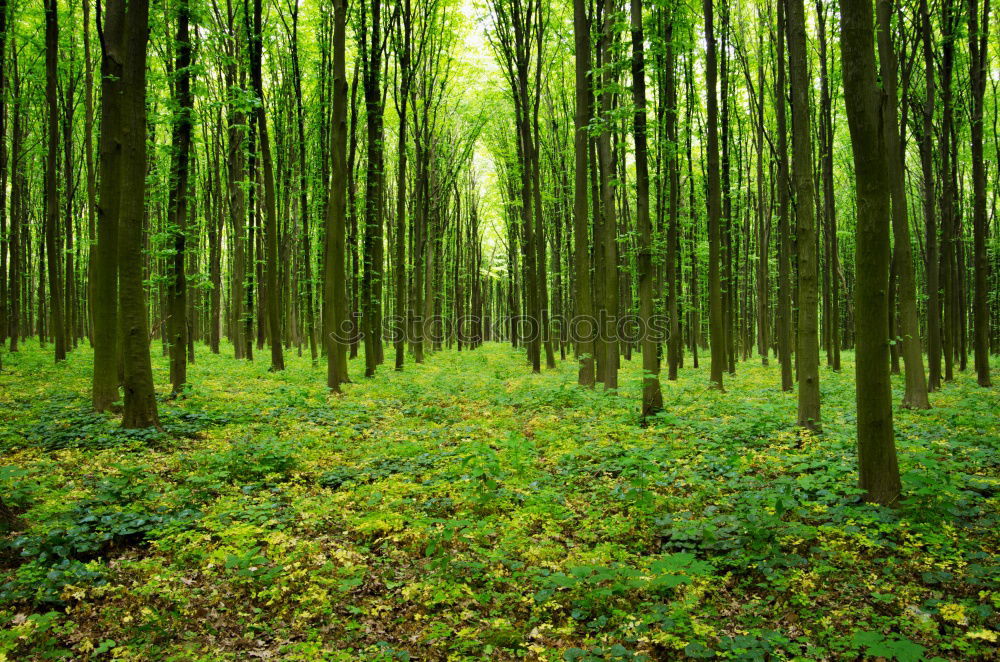 Ghost forest in Nienhagen