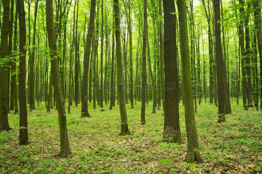 Similar – spring forest Forest