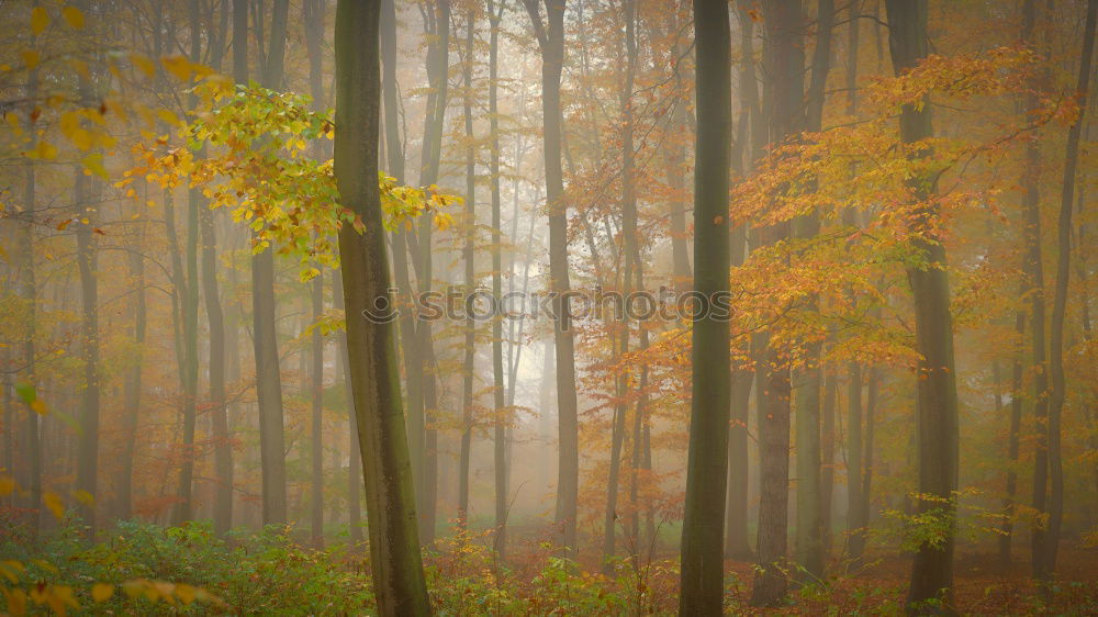 Similar – autumn impression Ambience