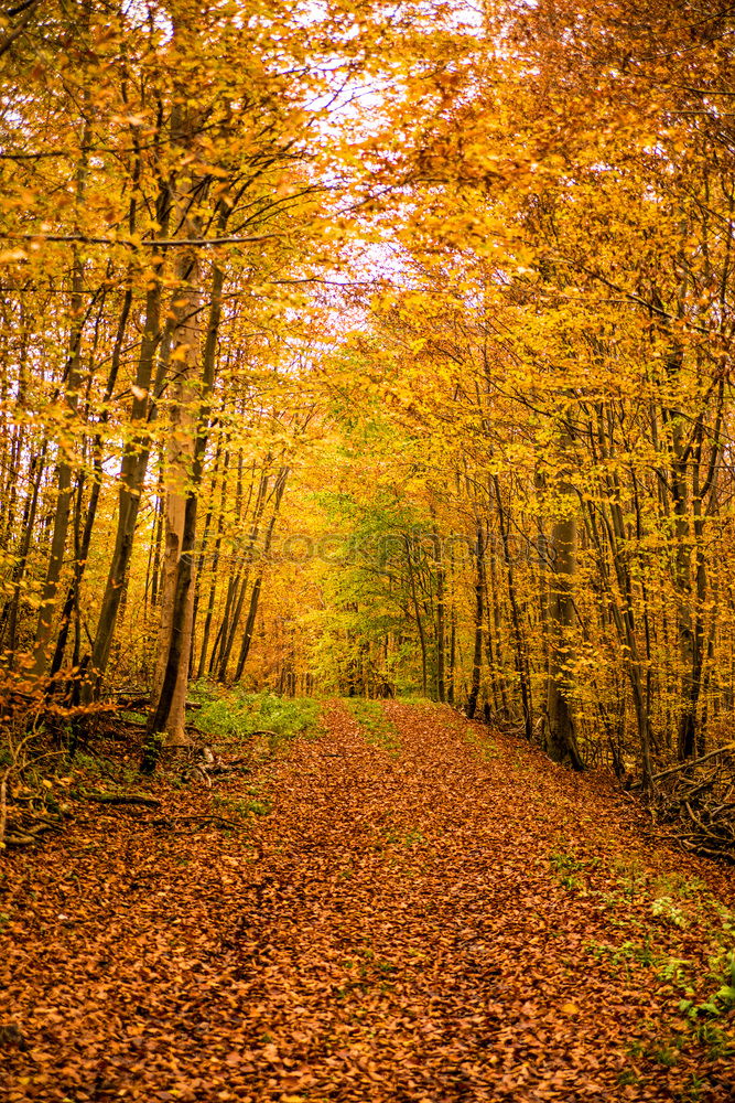 Similar – Autumn trail in yellow forest