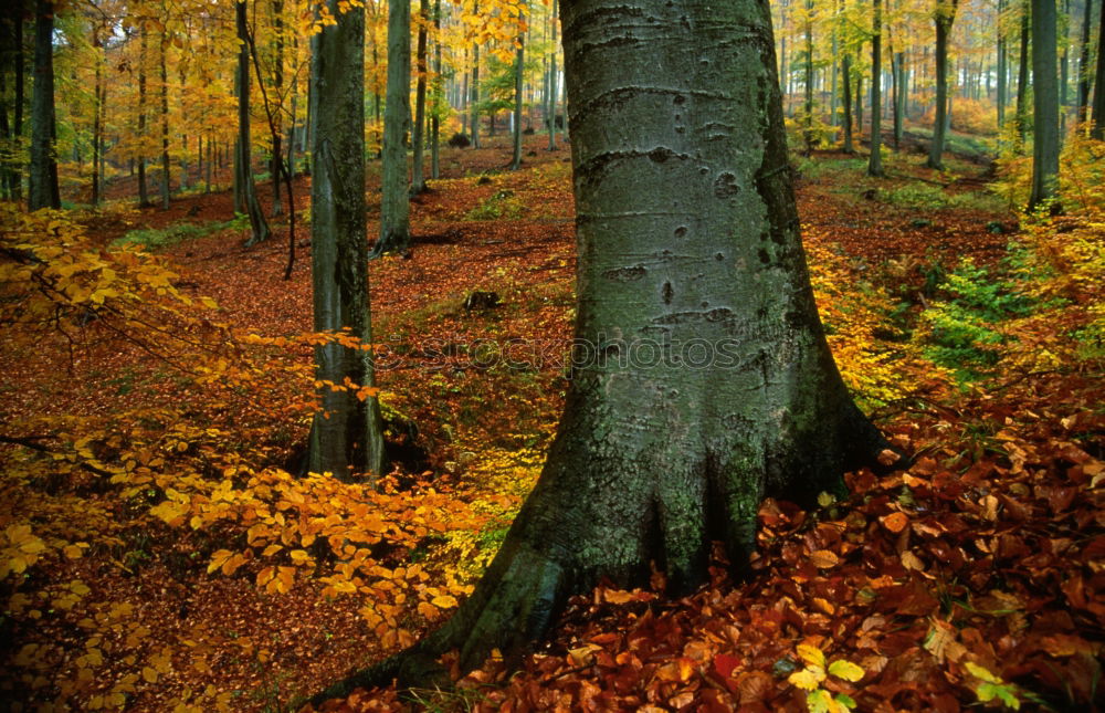 Similar – autumn forest Well-being