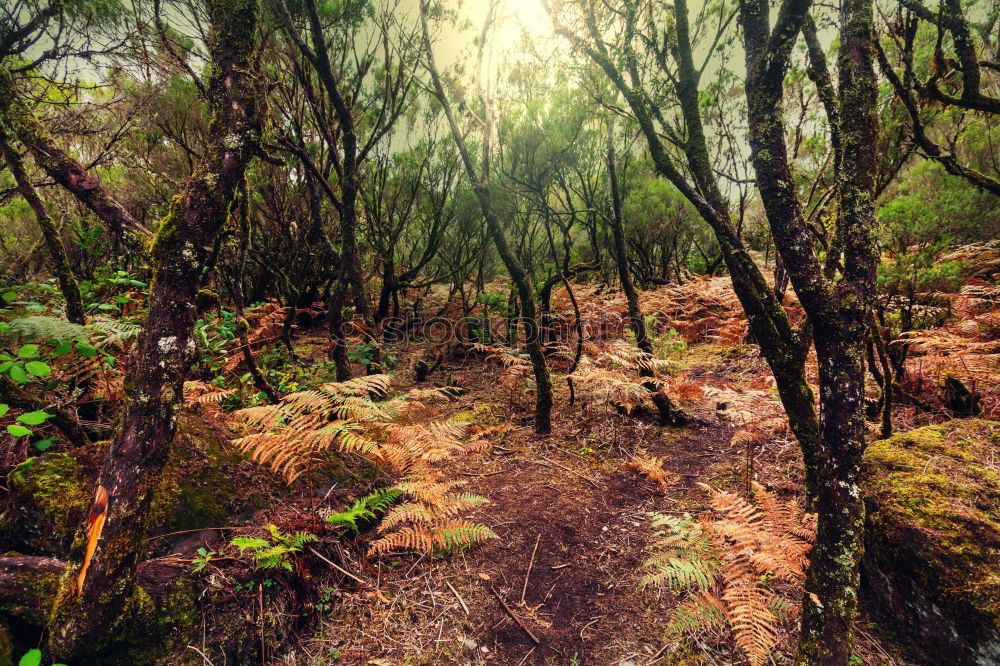 Similar – forest bench Well-being