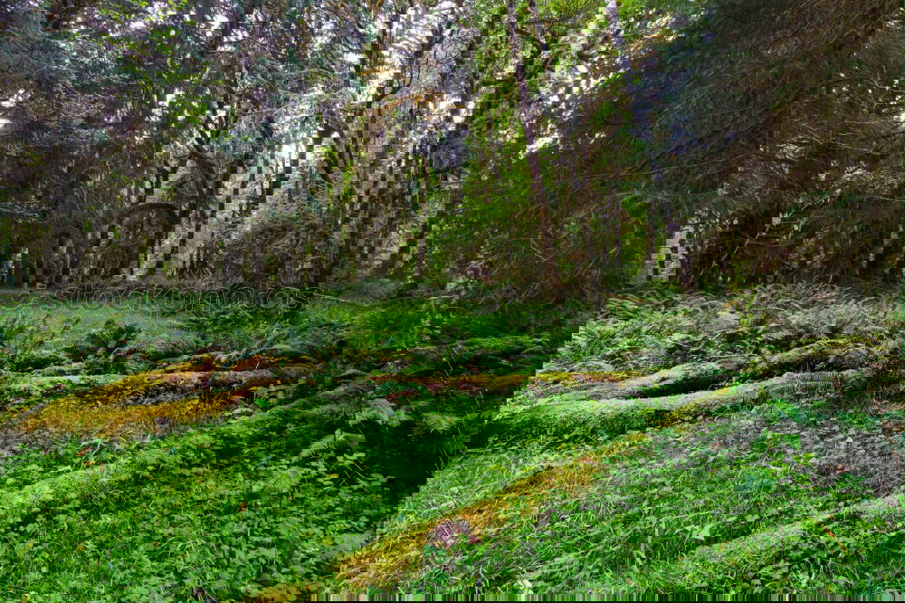 Foto Bild Hütte im Wald mystisch